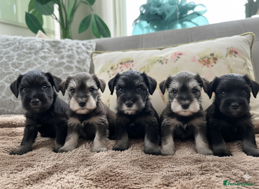 Miniature Schnauzer dogs Stunning Miniature Schnauzers - Advert 1