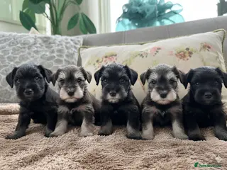 Miniature Schnauzer dogs Stunning Miniature Schnauzers - Advert 1