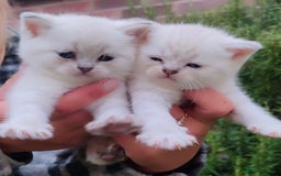 Scottish Fold cats for sale: 🆘🆘READY!🆘🆘Scottish shorthair  - Image 12
