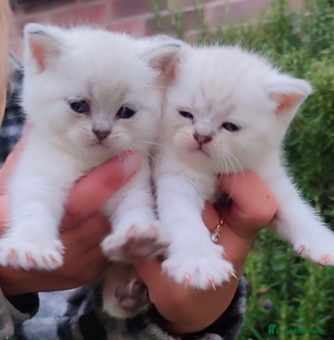 Scottish Fold cats for sale: 🆘🆘READY!🆘🆘Scottish shorthair  - Image 12