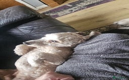 Cavapoochon dogs for sale: George 3 year old cavapoochon  - Image 3