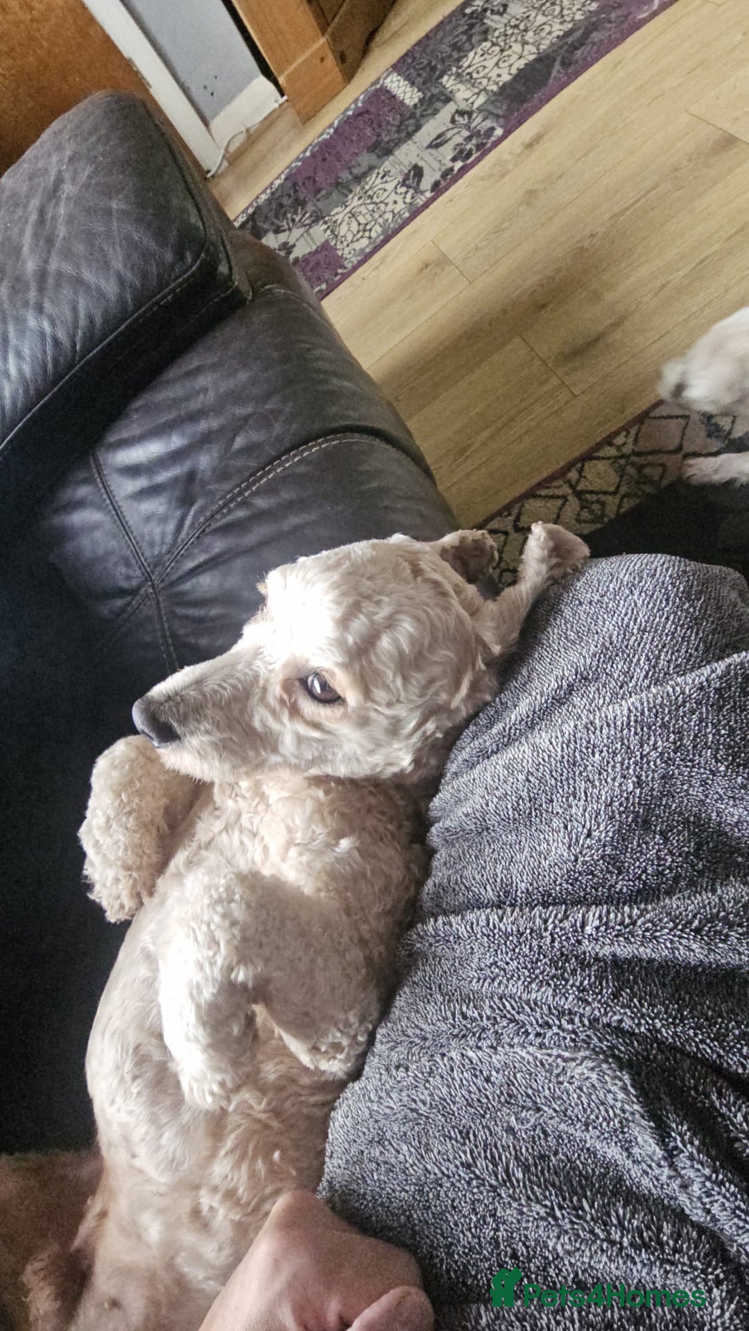 Cavapoochon dogs for sale: George 3 year old cavapoochon  - Image 3