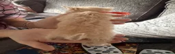 Mixed Breed cats for sale: Stunning white & ginger girl kittens x 3  - Advert 7