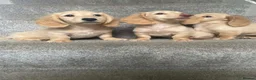 Miniature Dachshund dogs for sale: REDUCED READY NOW Longhair cream mini dachshund - Advert 20