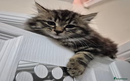 Mixed Breed cats for sale: Beautiful Mixed Breed Female Kitten - Image 2