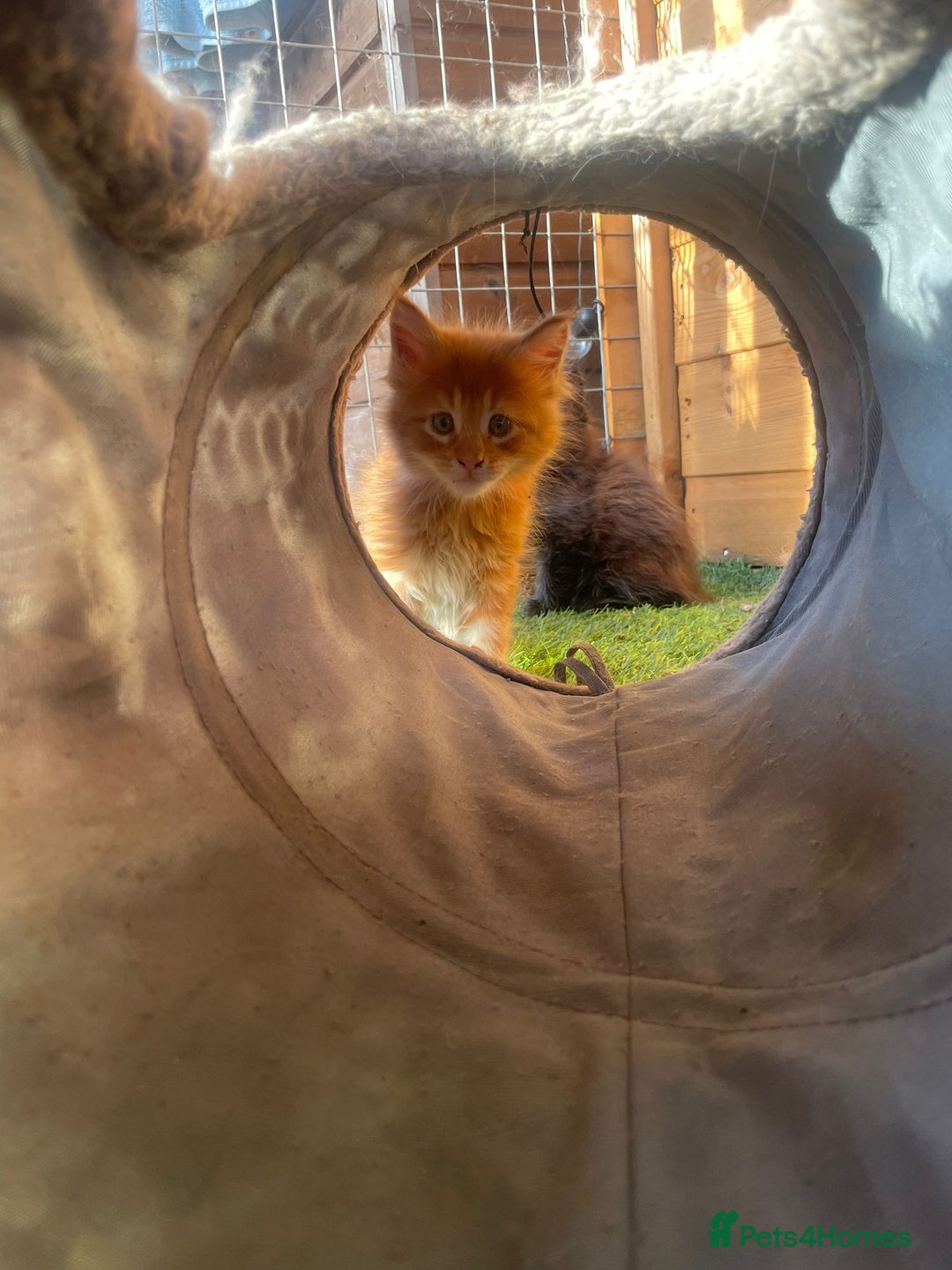 Maine Coon cats for sale: Big maine coon kittens  - Image 7