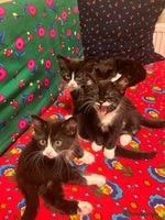 Mixed Breed cats siamese x siberian tuxedo kittens - Advert 3