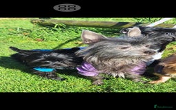 Mixed Breed dogs for sale: Biewer ( yorkshire terrier ) x chorkie puppies - Image 5