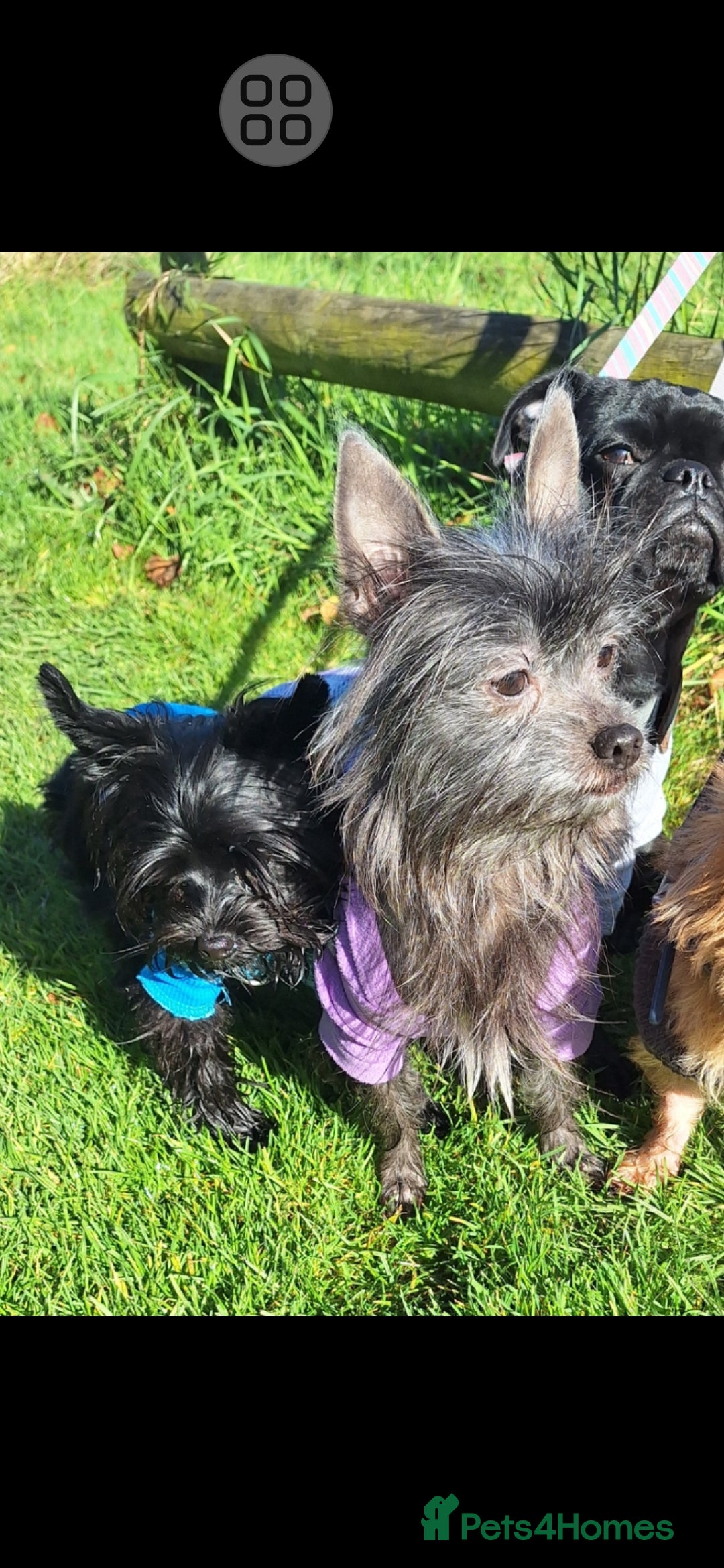 Mixed Breed dogs for sale: Biewer ( yorkshire terrier ) x chorkie puppies - Image 5