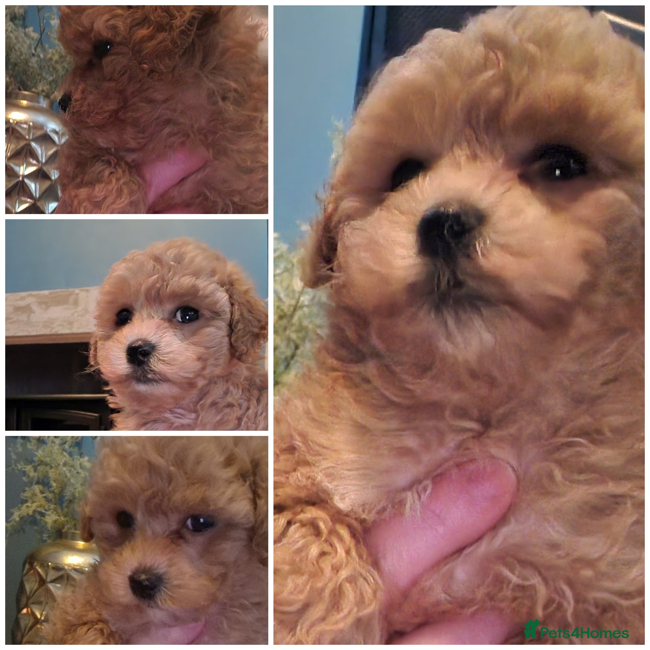 Maltipoo dogs Georgous Maltipoo Female - Advert 13