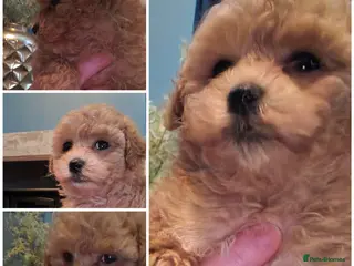 Maltipoo dogs Georgous Maltipoo Female - Advert 13