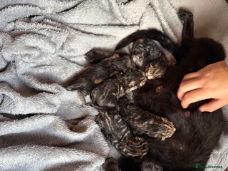 Domestic Shorthair cats - Advert 19