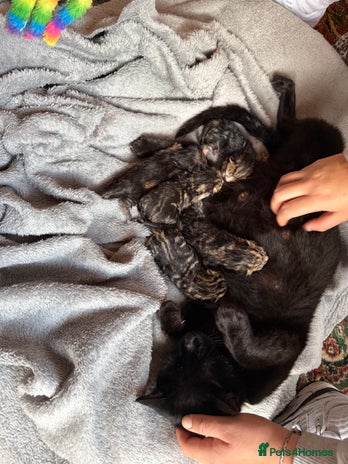 Domestic Shorthair cats - Advert 3