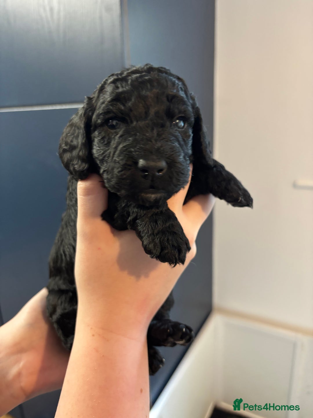 Cockapoo dogs for sale: F2 cockapoo’s (last girl) - Advert 9