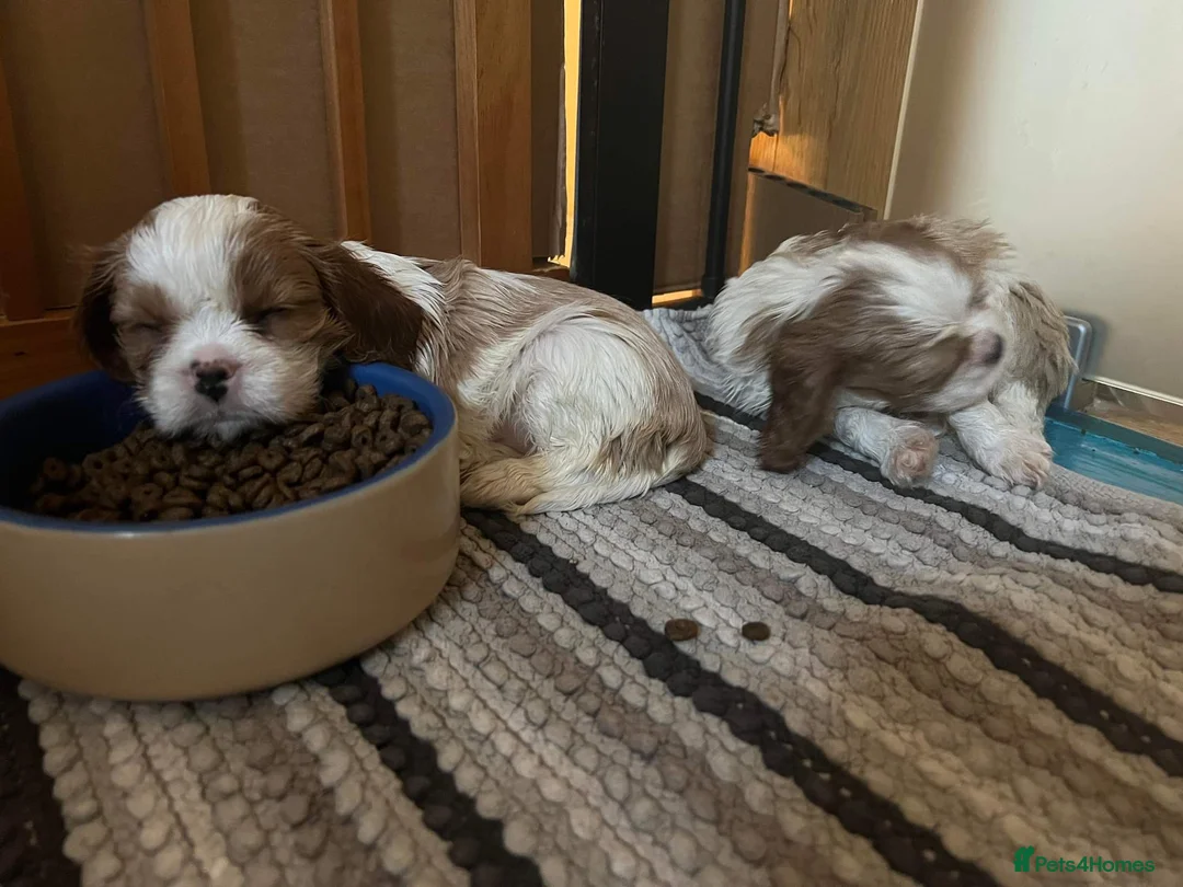 Cavalier King Charles Spaniel dogs for stud: For Stud- Exceptional Champ Pedigree Health Tested in New Milton - Advert 5