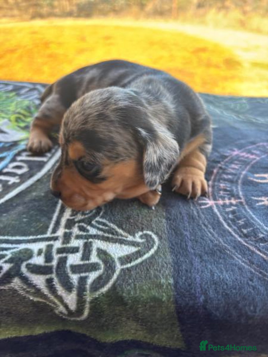 Miniature Dachshund dogs for sale: Forever home mini doxies for perfect families - Image 5
