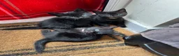 Mixed Breed cats for sale: 4 Adorable playful black kittens. Litter trained  - Advert 11