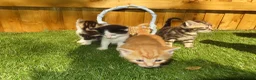 Mixed Breed cats for sale: Full ginger and mix litter kittens  - Advert 4
