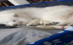 Samoyed dogs for sale: Samoyed Pups Ready To Reserve - Image 1