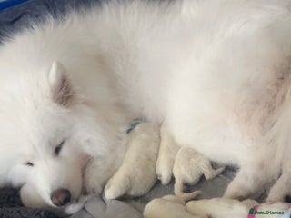 Samoyed dogs - Advert 21