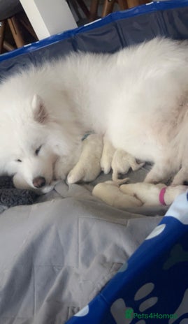 Samoyed dogs - Advert 1