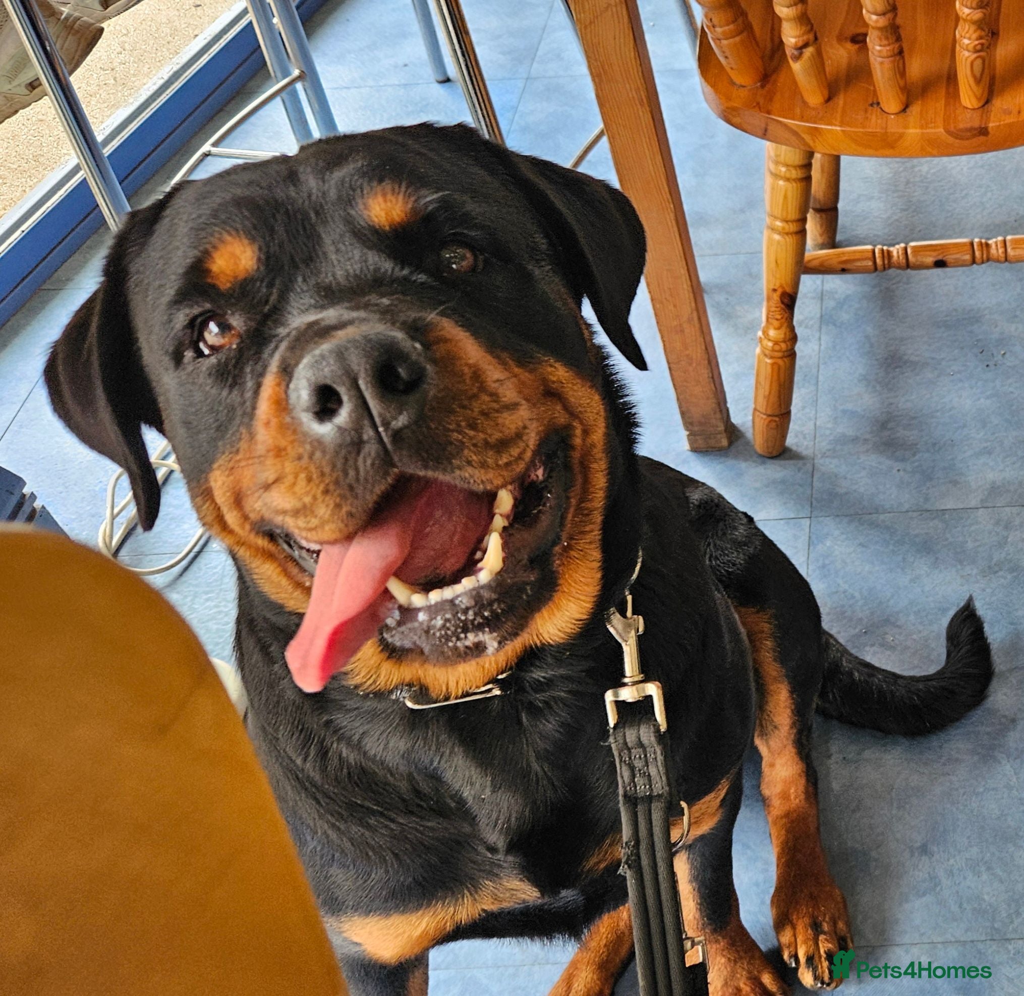 Rottweiler dogs Rottweiler pregnancy announcement 😍 - Advert 1