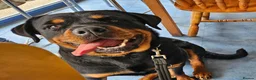 Rottweiler dogs for sale: Rottweiler pregnancy announcement 😍 - Advert 1