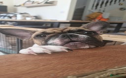 French Bulldog dogs for sale: French Bulldog - Image 6
