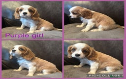 Cavalier King Charles Spaniel dogs for sale: cavalier king charles  - Image 8