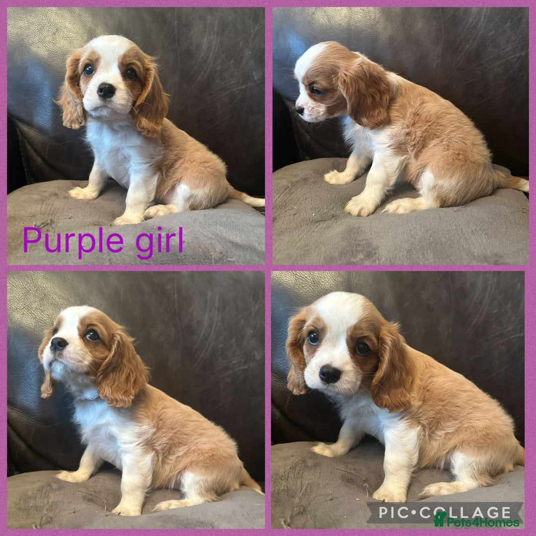 Cavalier King Charles Spaniel dogs for sale: cavalier king charles  - Image 8
