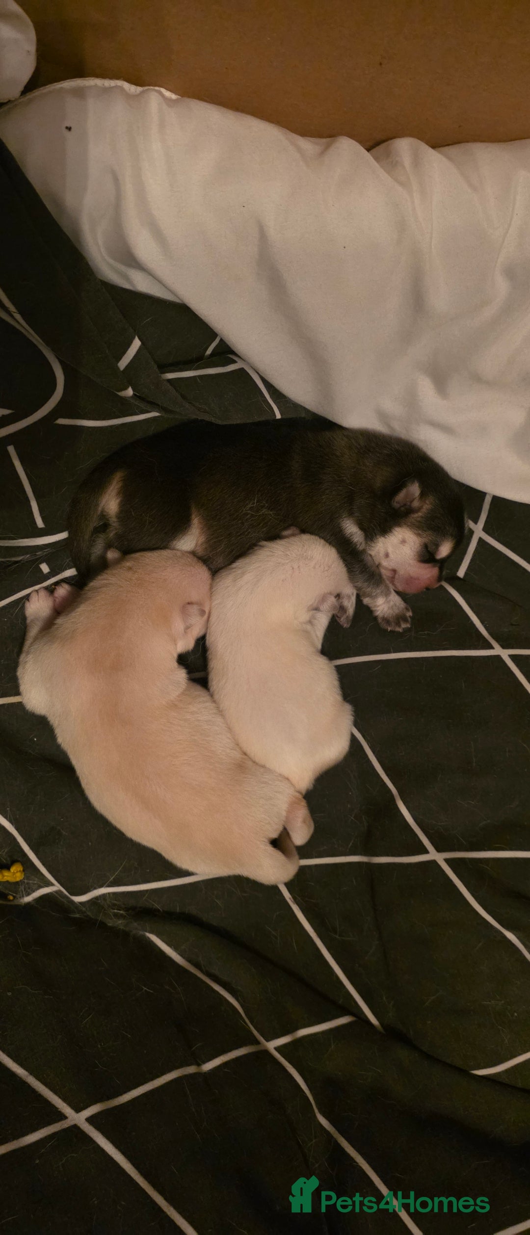 Mixed Breed dogs for sale: Chowski pups for sale - Image 11
