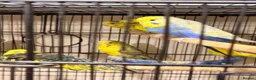 Budgerigars birds for sale: Budgies BW and Split BW - Advert 6