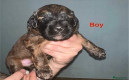 Saint Bernard dogs for sale: F1 St Berdoodle  - Image 5