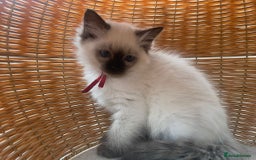 Ragdoll cats for sale: Pure breed ragdolls - Image 1
