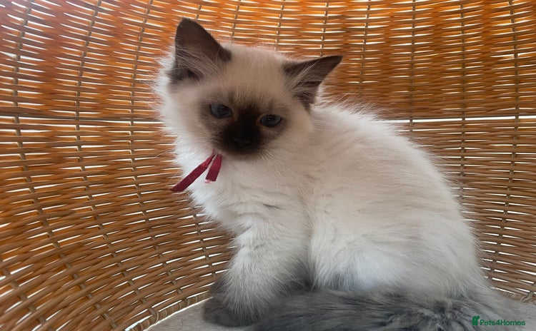 Ragdoll cats - Advert 5