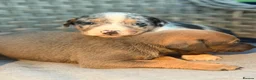 Lurcher dogs for sale: Beautiful Lurcher Pups - Advert 14