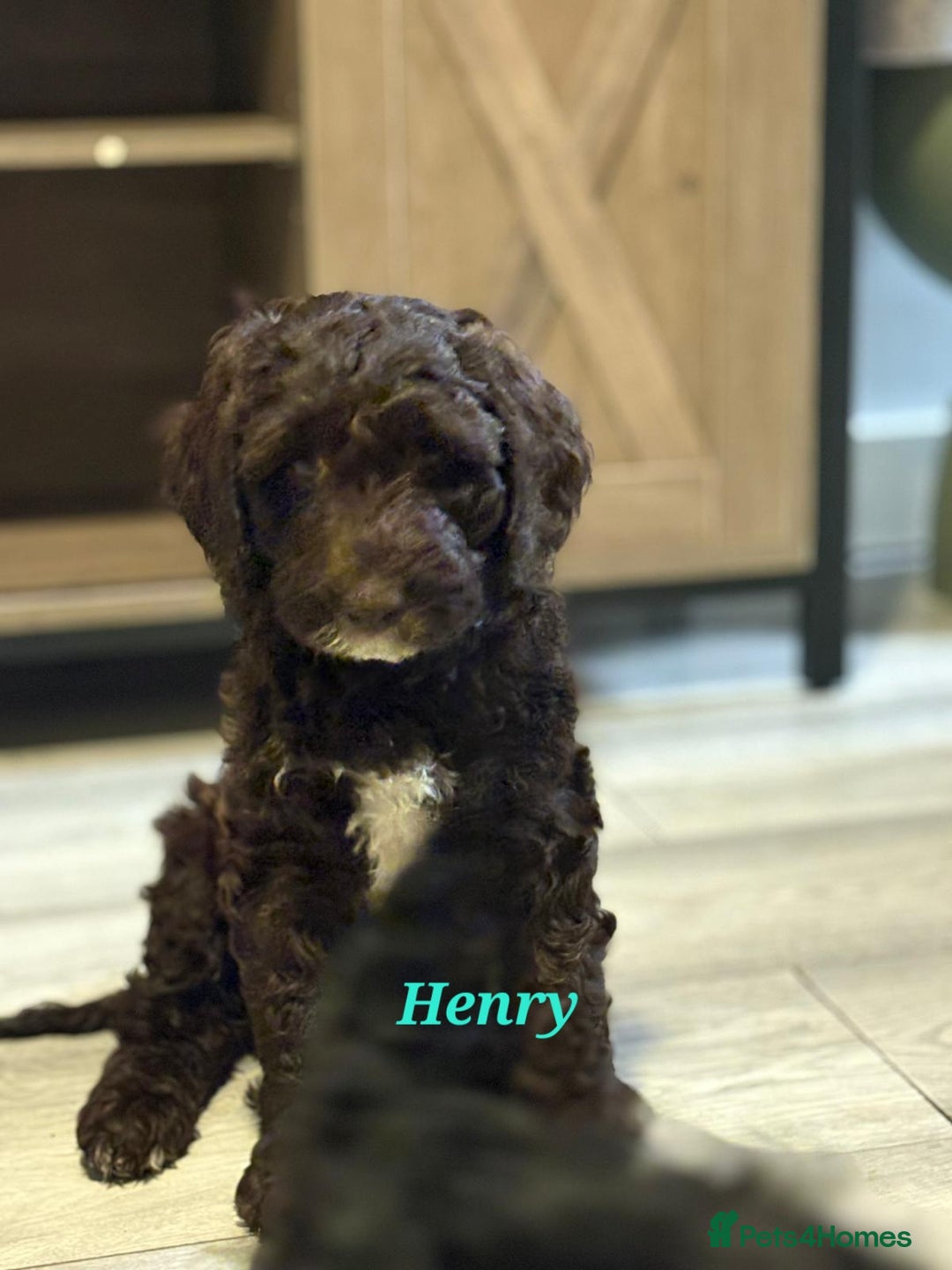 Mixed Breed dogs for sale: My last beautiful F1B Irish cockapoo puppy - Image 3