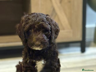 Mixed Breed dogs - Advert 21