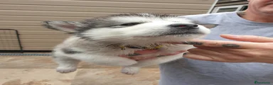 Alaskan Malamute Puppy 6