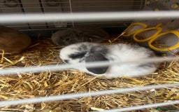 Mini Lop rabbits for sale: 2 baby mini lop bunnies  - Image 7