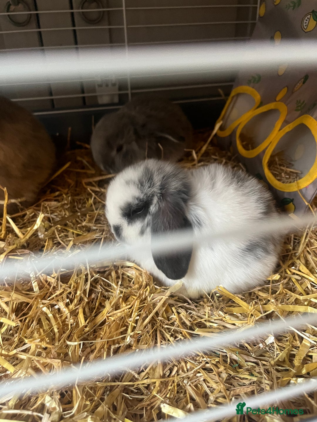 Mini Lop rabbits for sale: 2 baby mini lop bunnies  - Image 7