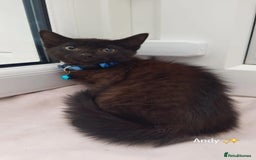 Domestic Shorthair cats for sale: KITTENS  - Image 3