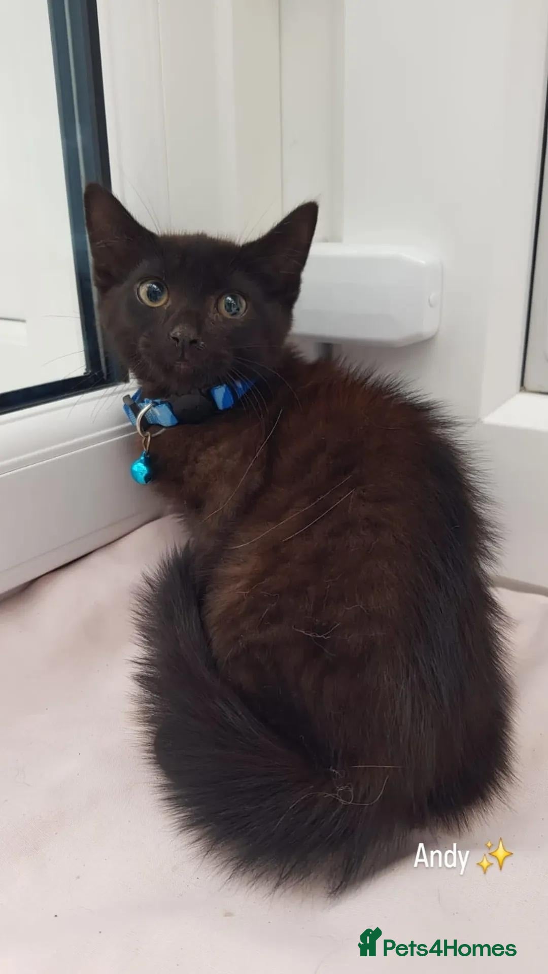 Domestic Shorthair cats for sale: KITTENS  - Image 3