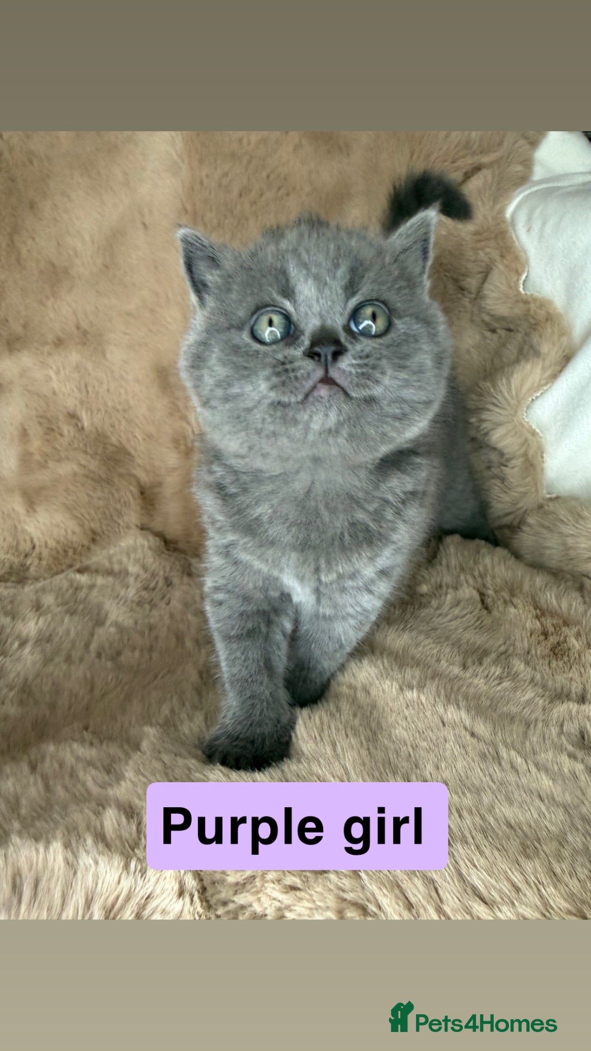 British Shorthair cats ✨  4 available Quality gccf British Shorthairs  - Advert 12