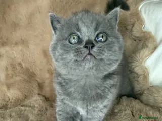 British Shorthair cats ✨ 4 available Quality gccf British Shorthairs - Advert 12
