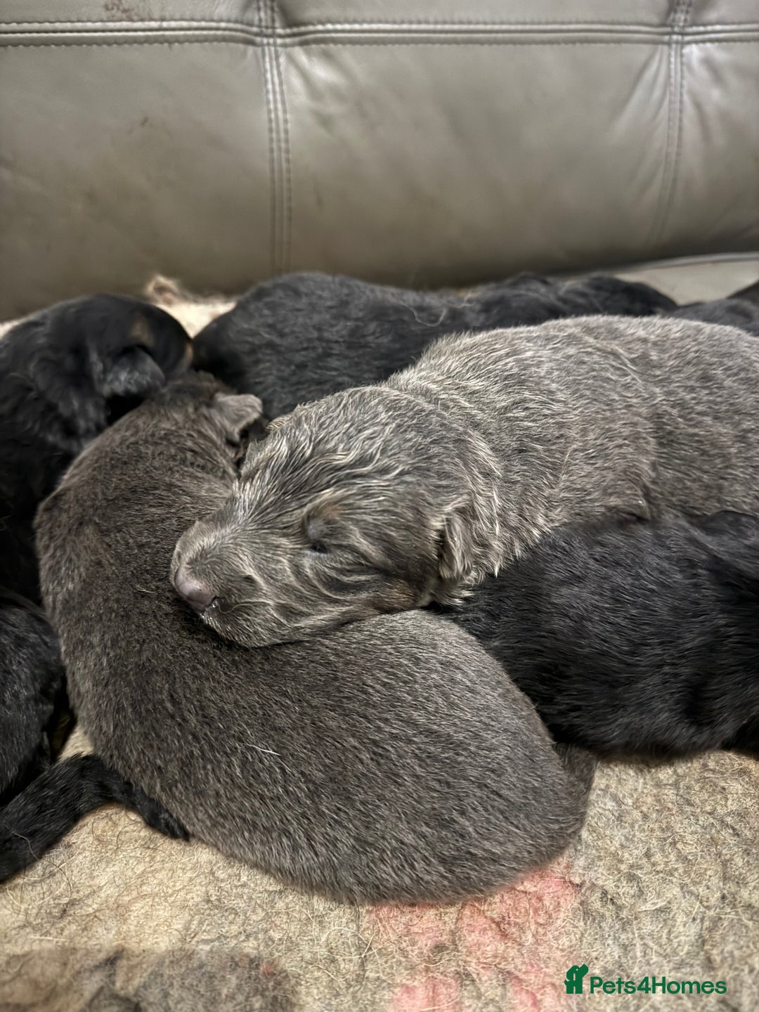 German Shepherd dogs for sale: KC GSD long coat.  Fantastic bloodlines.  - Advert 13