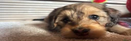 Cockapoo dogs for sale: F1 Cockapoo Girl chocolate and black in Harlow - Advert 2