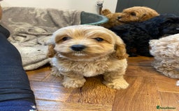 Cavapoochon dogs for sale: Gorgeous litter of Cavapoochon  - Image 8