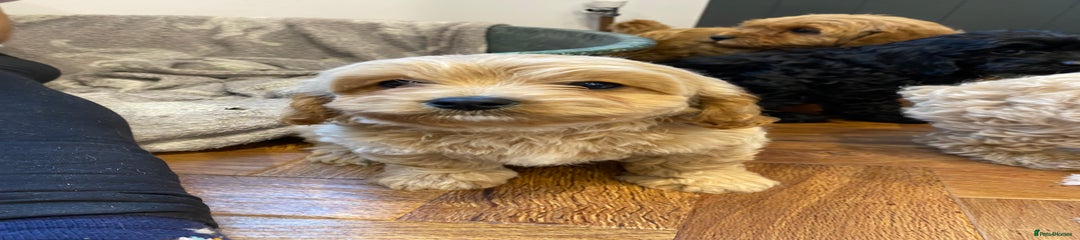 Cavapoochon Puppy 3