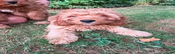Cavapoo dogs for sale: Cavapoo puppies for sale f1 - Advert 1